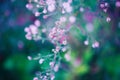 Pink white small flowers on colorful dreamy magic green blue purple blurry background, soft selective focus, macro Royalty Free Stock Photo