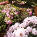 Pink white snowberry, yellow chrysanthemums Royalty Free Stock Photo