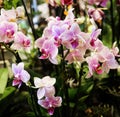 Pink and white speckled phalaenopsis orchids