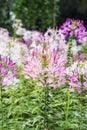 Pink And White Spider flower(Cleome hassleriana) Royalty Free Stock Photo