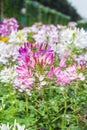 Pink And White Spider flower(Cleome hassleriana) Royalty Free Stock Photo