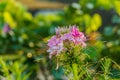 Pink And White Spider flower(Cleome hassleriana) Royalty Free Stock Photo