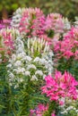 Pink And White Spider flower(Cleome hassleriana) Royalty Free Stock Photo