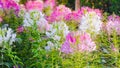 Pink And White Spider flower(Cleome hassleriana) Royalty Free Stock Photo