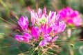 Pink and white Spider flower ,Cleome hassleriana isolate Royalty Free Stock Photo