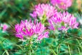 Pink and white Spider flower ,Cleome hassleriana isolate Royalty Free Stock Photo