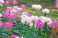 Pink and white Spider flower ,Cleome hassleriana isolate Royalty Free Stock Photo