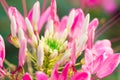 Pink and white Spider flower ,Cleome hassleriana isolate Royalty Free Stock Photo
