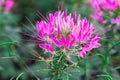 Pink and white Spider flower ,Cleome hassleriana isolate Royalty Free Stock Photo