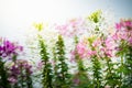 Pink And White Spider flower