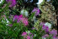 Pink and white spider flower in the garden. Royalty Free Stock Photo