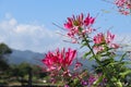 Pink and white spider flower in the garden. spiny spiderflower or Cleome spinosa in the garden. Royalty Free Stock Photo