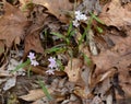 Pink and white spring beauty flowers with thin green leaves. Royalty Free Stock Photo