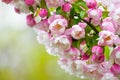 Pink and white spring blossoms on a green background Royalty Free Stock Photo