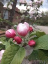 Pink white Springflower