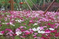 Pink white and storng red flower that live together in the flower graden at China Royalty Free Stock Photo