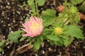 Pink and White Strawflower Xerochrysum bracteatum