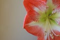 Pink white striped amaryllis flower