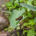 Pink and white striped black Common Postman butterfly (or Postman Butterfly) Royalty Free Stock Photo