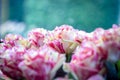 Pink and white striped roses blurred background, romantic concept