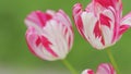 Pink and white striped tulip in garden. White tulip flower with crimson stripes. Close up. Royalty Free Stock Photo