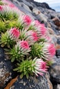 Pink and white succulent plants growing on lava rocks in Tenerife Royalty Free Stock Photo