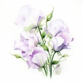 Romantic Watercolor Painting: Purple Sweet Pea Flowers On White Background