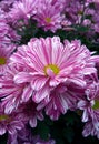 Pink and white texture flower