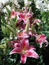 Pink and white tiger lilies with buds Royalty Free Stock Photo