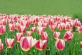 Pink white tulip