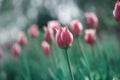 Pink and white tulip field background Royalty Free Stock Photo