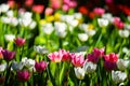 Pink and white tulip flower blossom Royalty Free Stock Photo