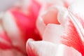 Pink and white tulip petal texture, macro. Bright floral horizontal background Royalty Free Stock Photo