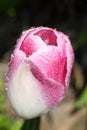 A pink and white tulip in the rain. Royalty Free Stock Photo