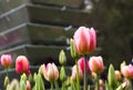 Pink and white tulips, Araluen Botanic Park, Australia Royalty Free Stock Photo