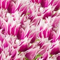 Pink and white tulips background