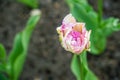 Pink white tulips bloom in the park on nature Royalty Free Stock Photo