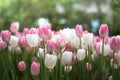 Pink and White tulips blooming in a tulip field in garden Royalty Free Stock Photo