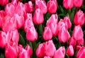 Pink with white tulips close up at Goztepe Park in Istanbul, Turkey Royalty Free Stock Photo
