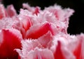 Pink & white tulips detail