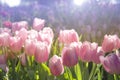 Pink white tulips field with sun light and lens flare Royalty Free Stock Photo