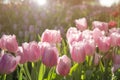 Pink white tulips field with sun light and lens flare with purple and red tulips Royalty Free Stock Photo