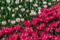 Pink, and White Tulips