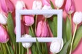 Pink and white tulips flowers on pink background. Saint Valentines Day frame or background. Flat lay, top view Royalty Free Stock Photo