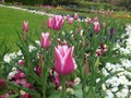 Pink white tulips in a garden Royalty Free Stock Photo