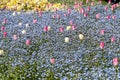 Pink And White Tulips Garden Royalty Free Stock Photo