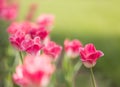 Pink and white tulips