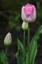 Pink and White Tulips Just Starting to Bloom