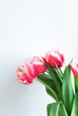 Pink white tulips on light gray background. Delicate bouquet of flowers with copy space close-up, no people. Spring blossoming