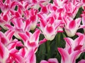 Pink and White Tulips